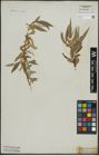 Foto von Salix alba L.